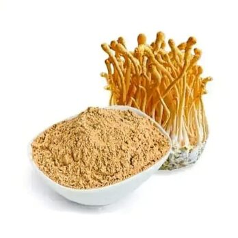 Cordyceps powder